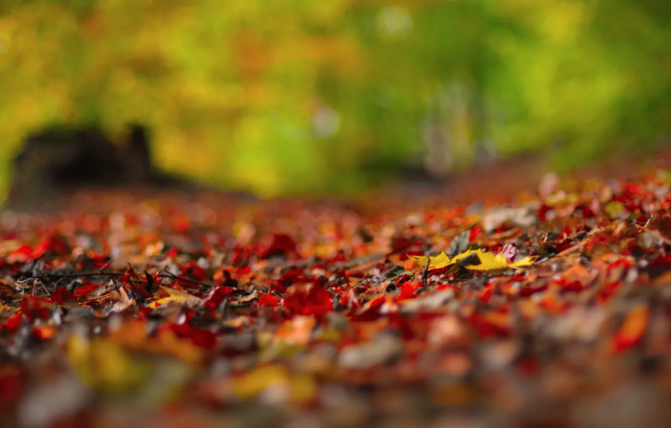 Фото обои осень, макро, блики, листва, розмытость