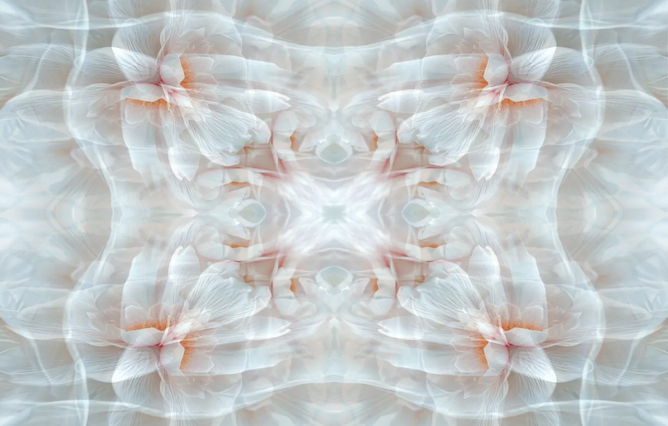Фото обои white, pink, fractal, orquid