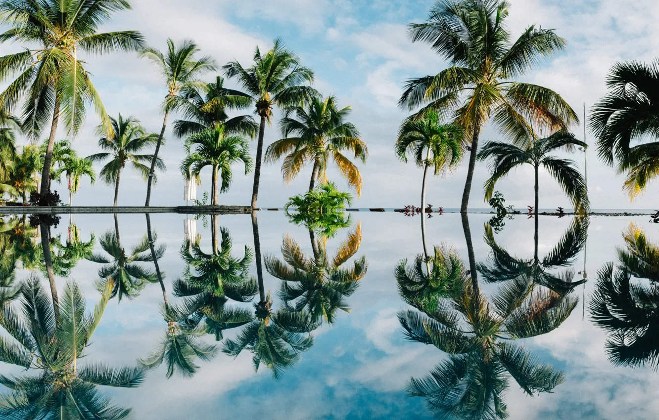 Фото обои Reflection, Retina, Palm Trees, Photograph