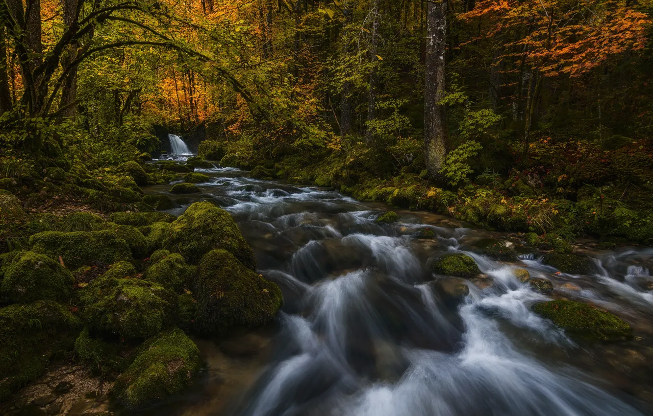 Фото обои осень, лес, природа, река, камни, мох, потоки