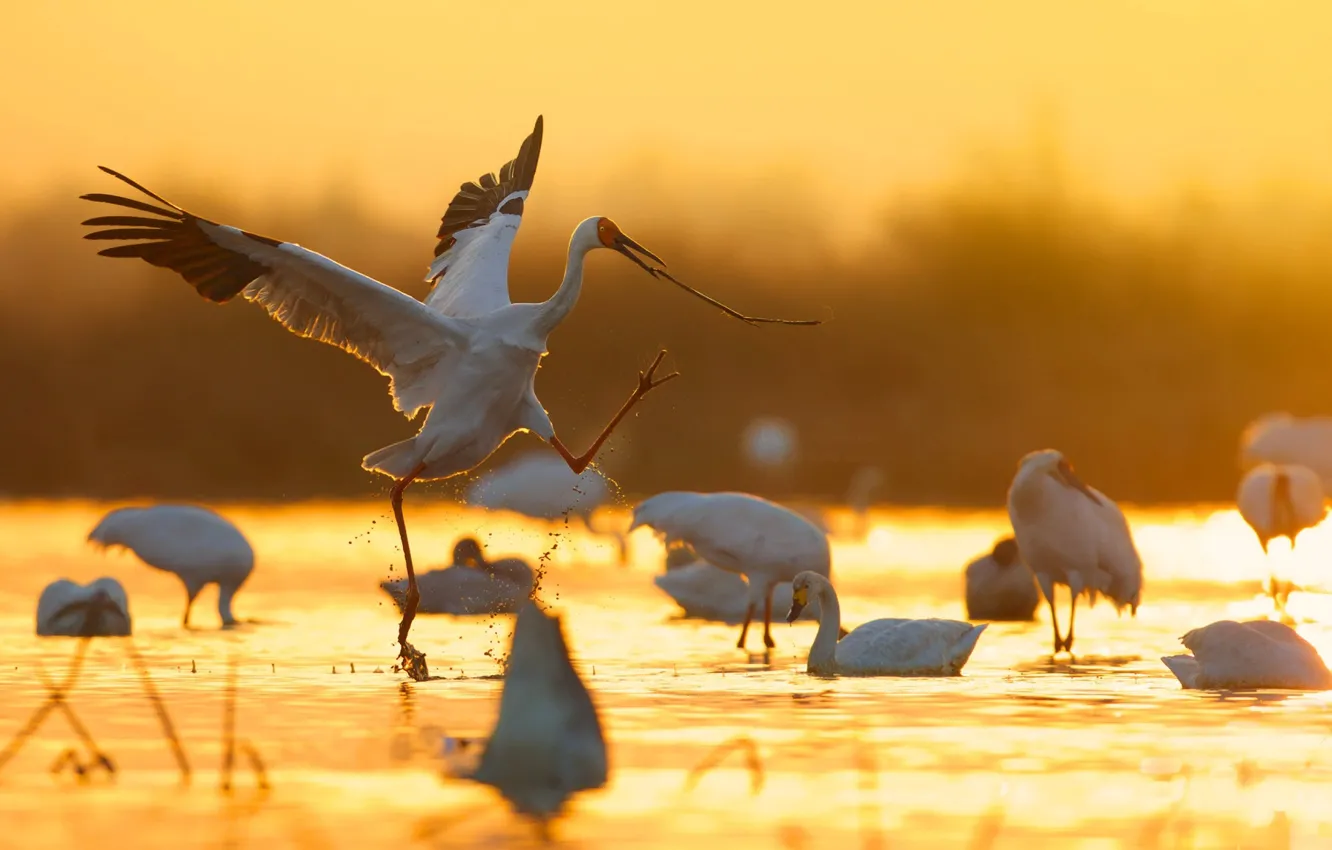 Фото обои вода, свет, птицы, блики, цапля, журавль