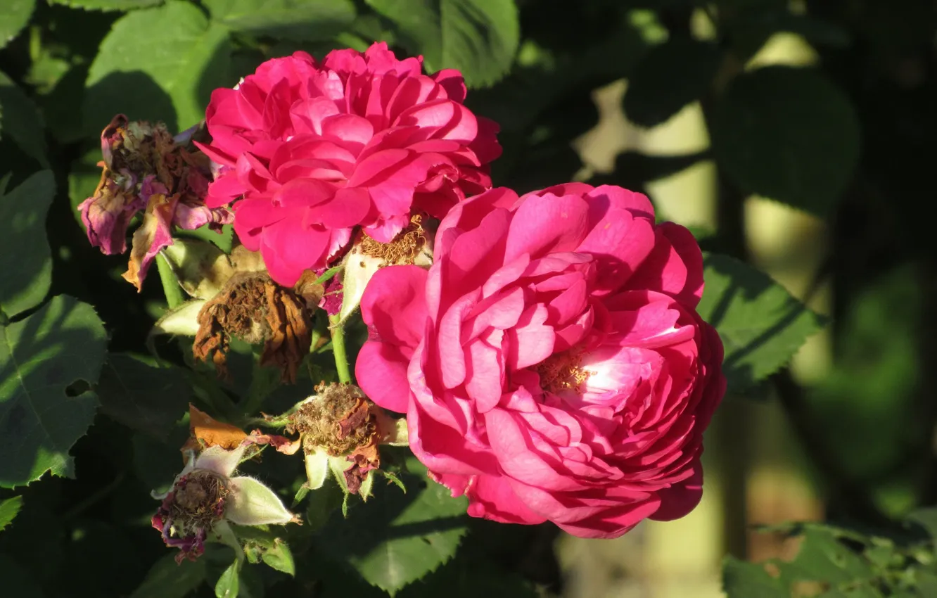 Фото обои Розы, Яркие, Малиновые, Meduzanol ©, Лето 2018