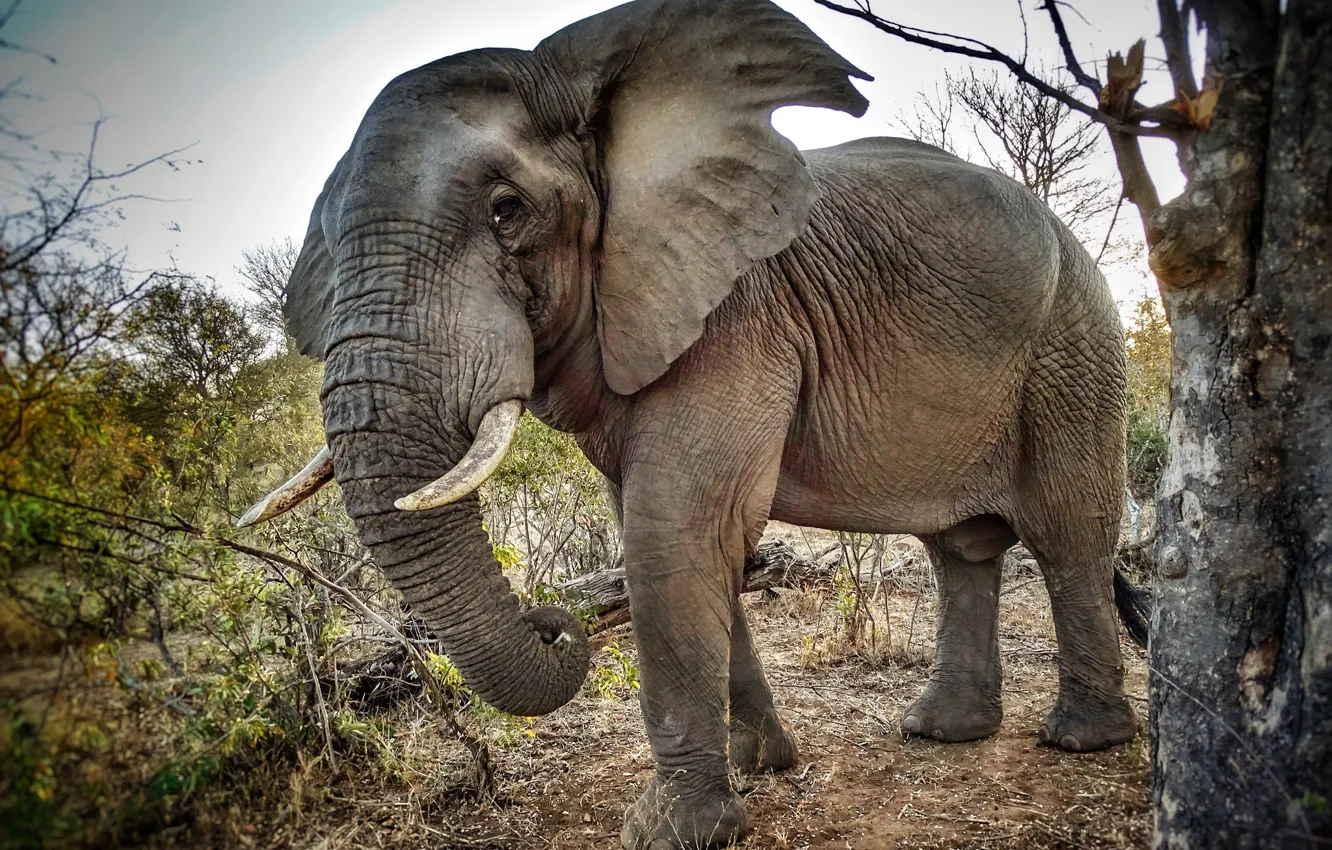 Фото обои слон, Африка, бивни, хобот