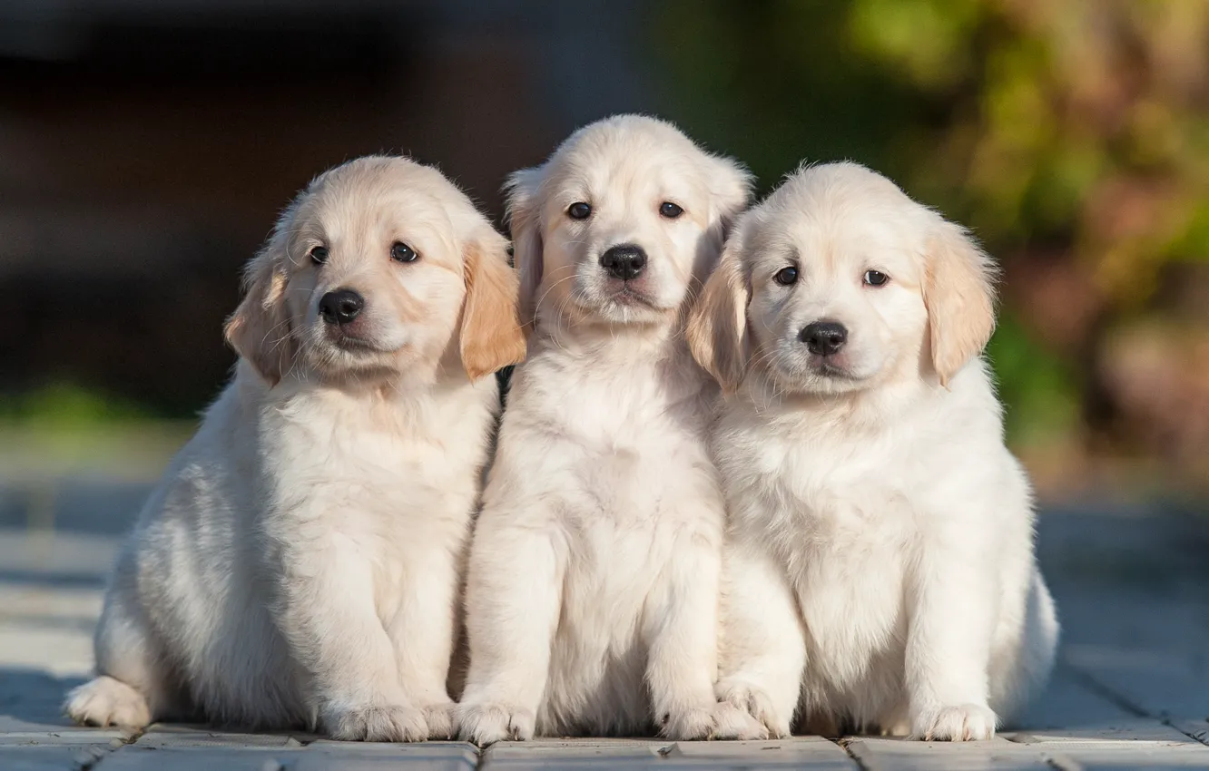 Фото обои собаки, щенки, трио, троица