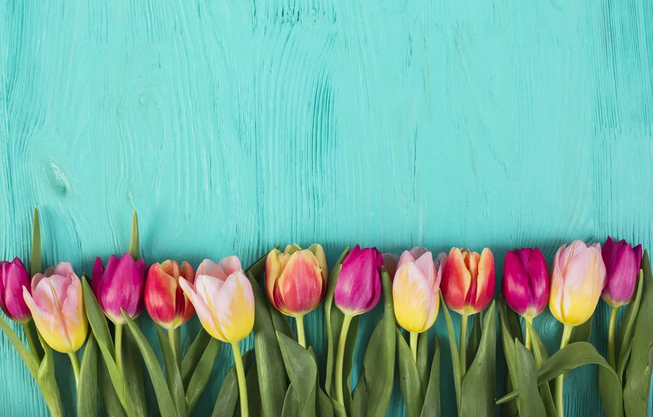 Фото обои цветы, colorful, тюльпаны, розовые, pink, flowers, tulips, spring
