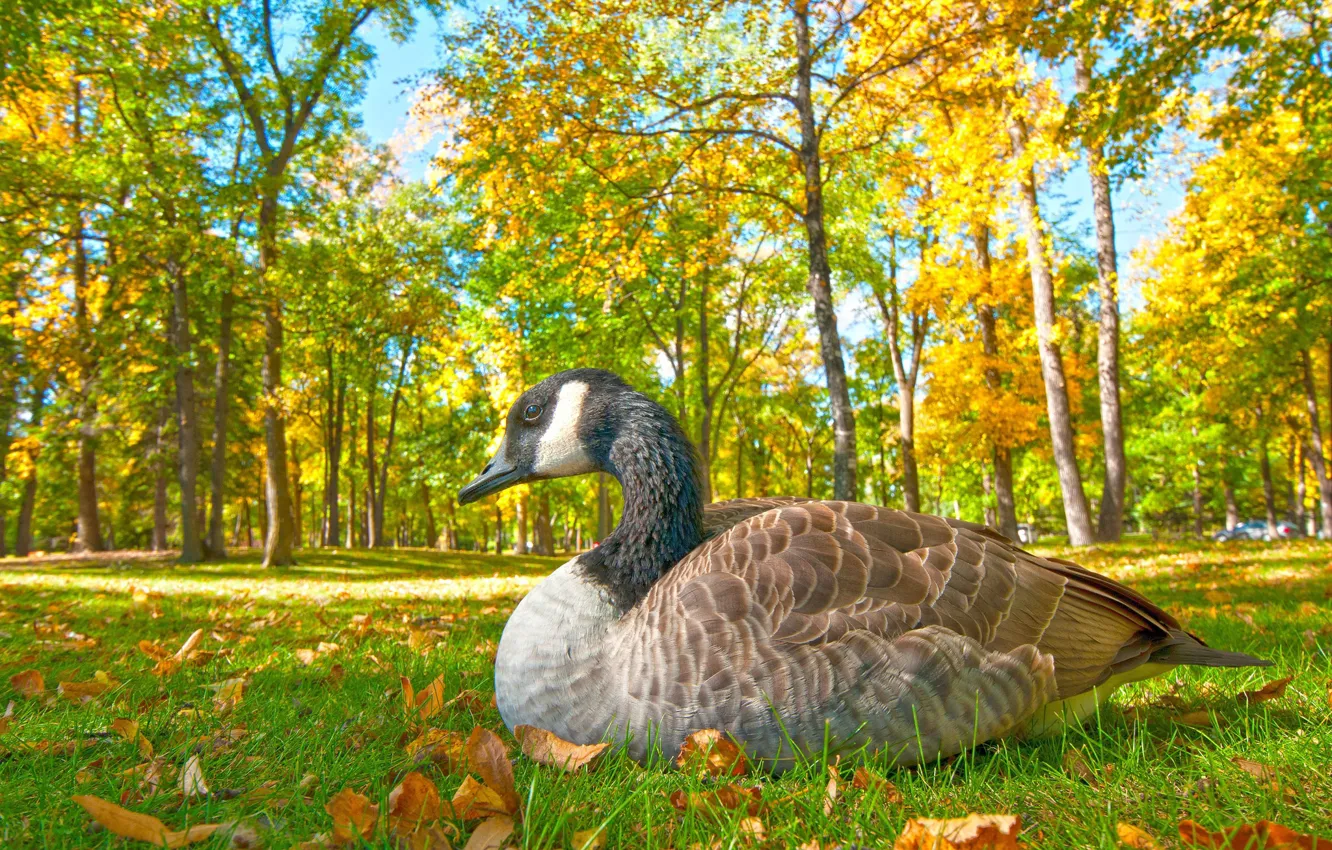 Фото обои осень, трава, парк, птица, гусь