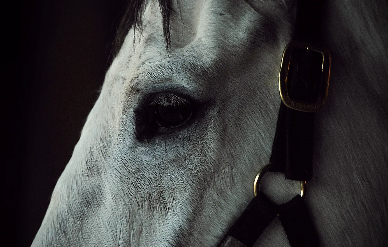 Фото обои white, close-up, sadness, horse, eye, strap, slavery