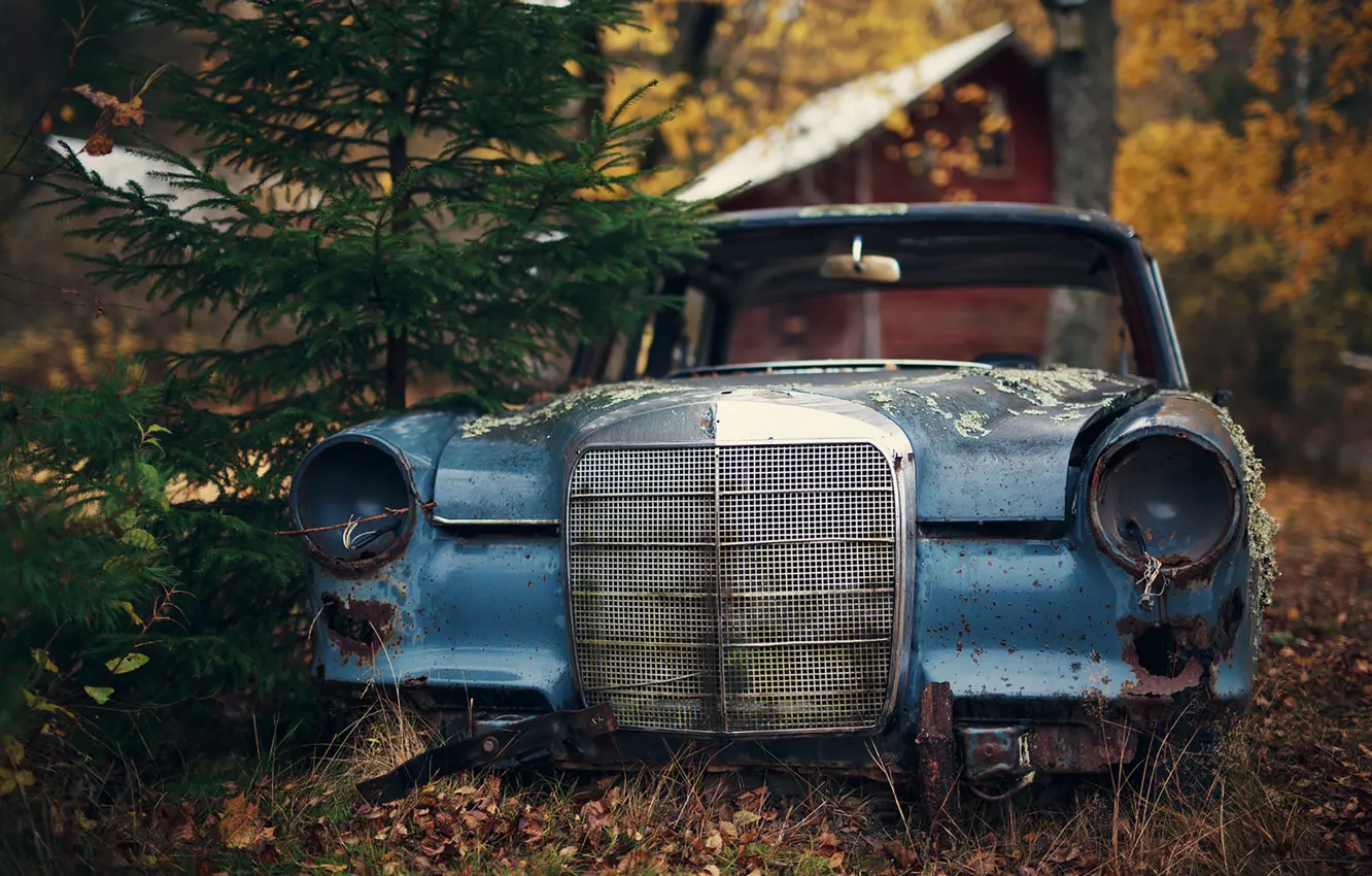 Фото обои house, autumn, abandoned, pine, woodland, Mercedes W110