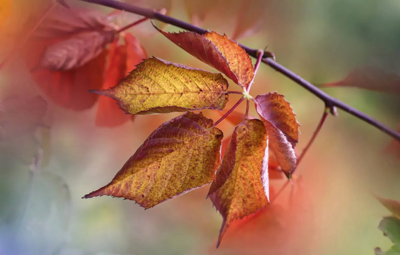 Фото обои осень, листва, ветка, краски осени, боке, вяз, осенние листья, листья вяза