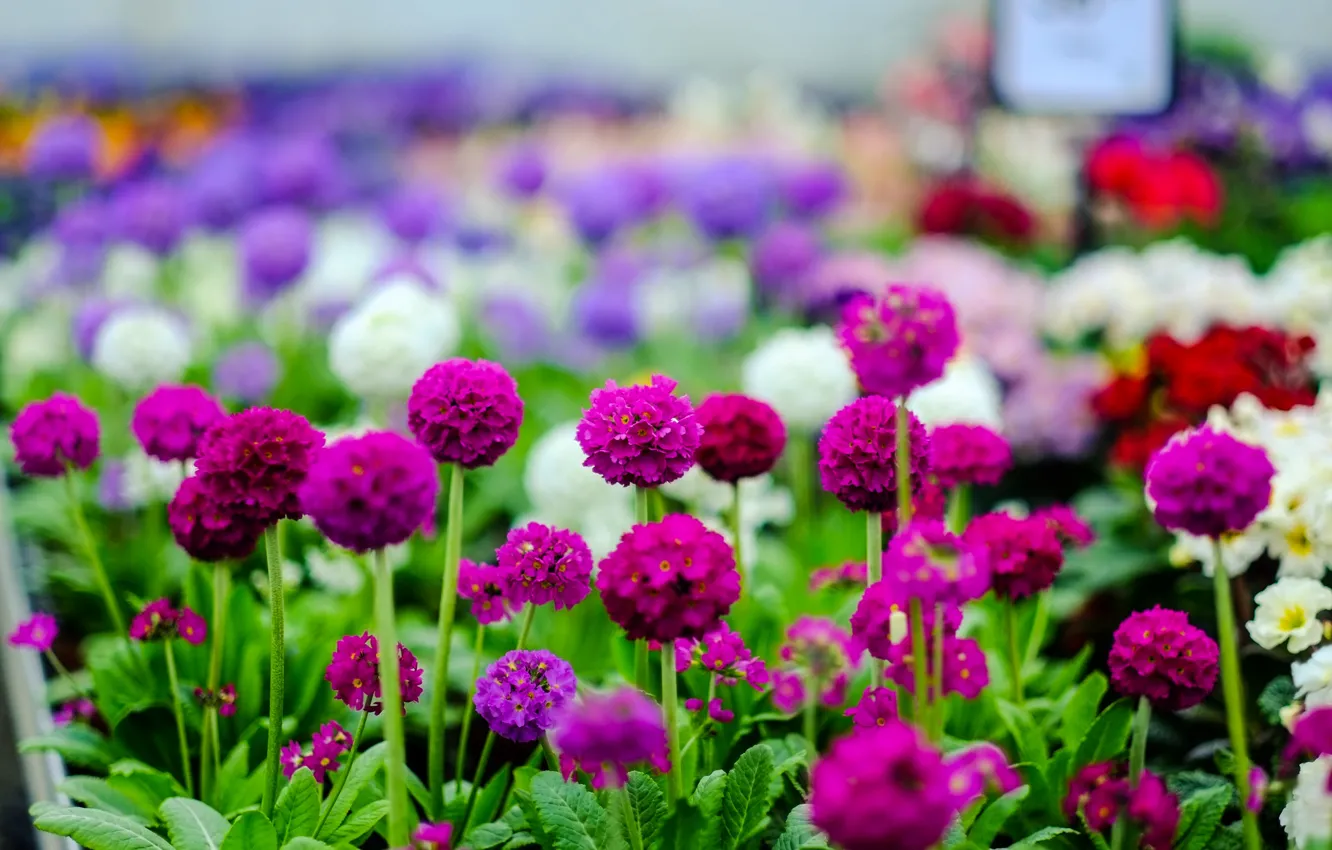 Фото обои поле, природа, сад, луг, клумба