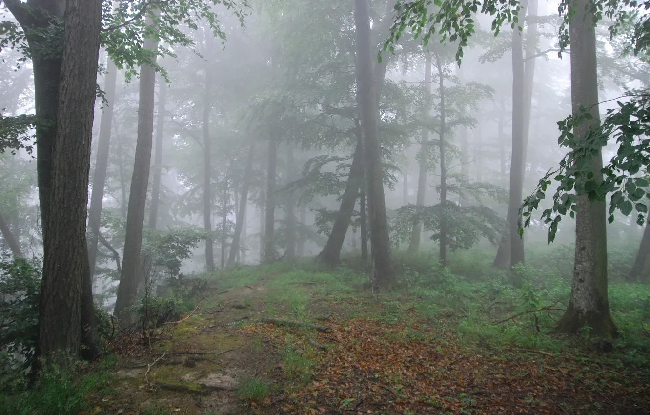 Фото обои лес, деревья, природа, туман, Michael Eyl