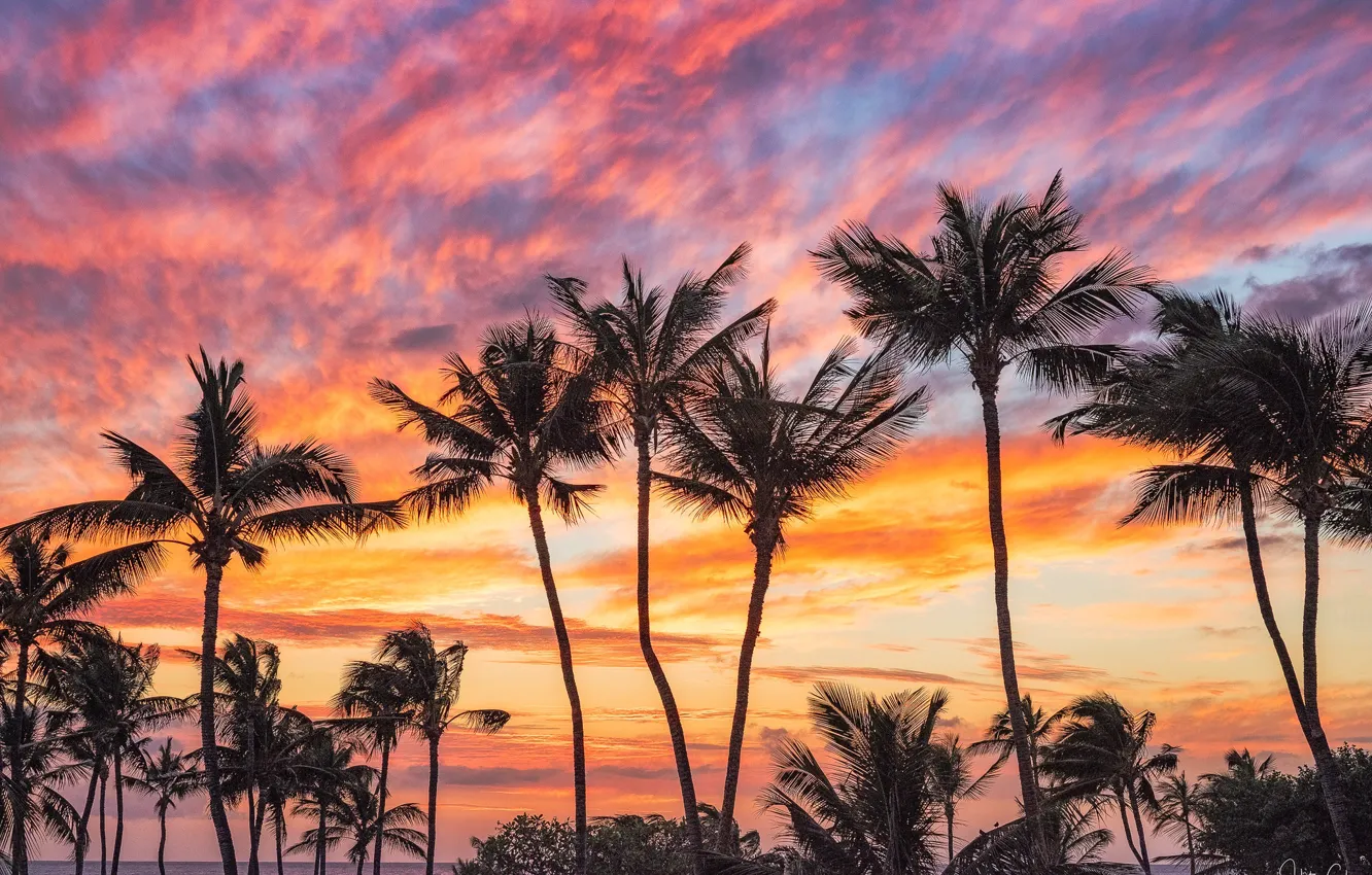 Фото обои закат, пальмы, океан, Гавайи, Pacific Ocean, Hawaii, Тихий океан, Puako
