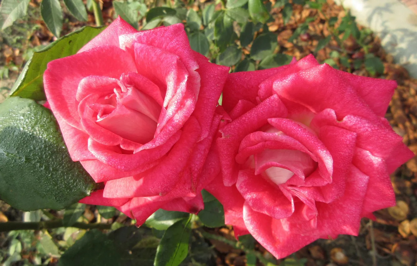 Фото обои розы, пара, розовые, mamala ©