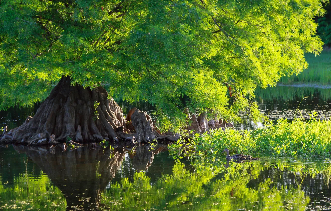 Фото обои зелень, вода, природа, пруд, дерево, green, утка, nature