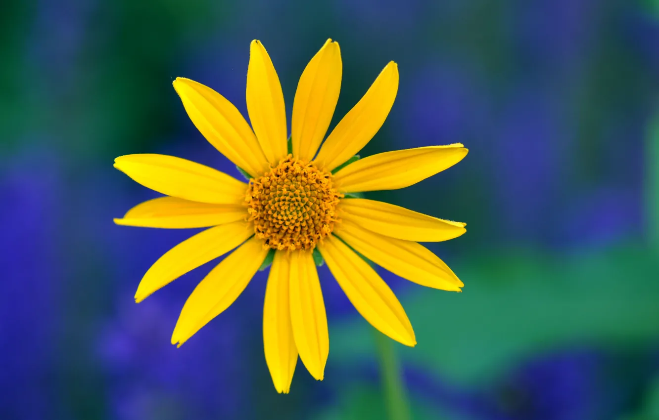 Фото обои цветок, макро, синий, зеленый, фон, Желтый, лепестки