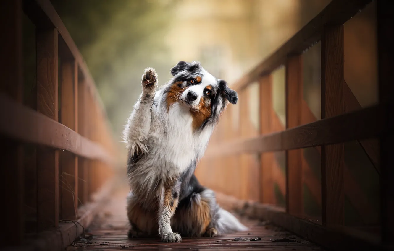 Фото обои лапа, собака, мостик, Австралийская овчарка, Аусси