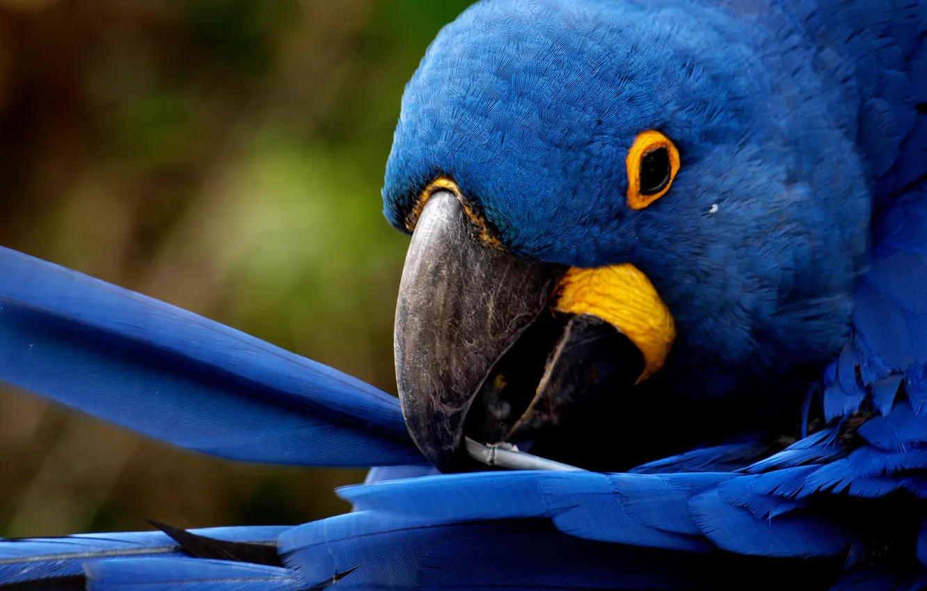 Фото обои перья, попугай, чистит, blue feathers