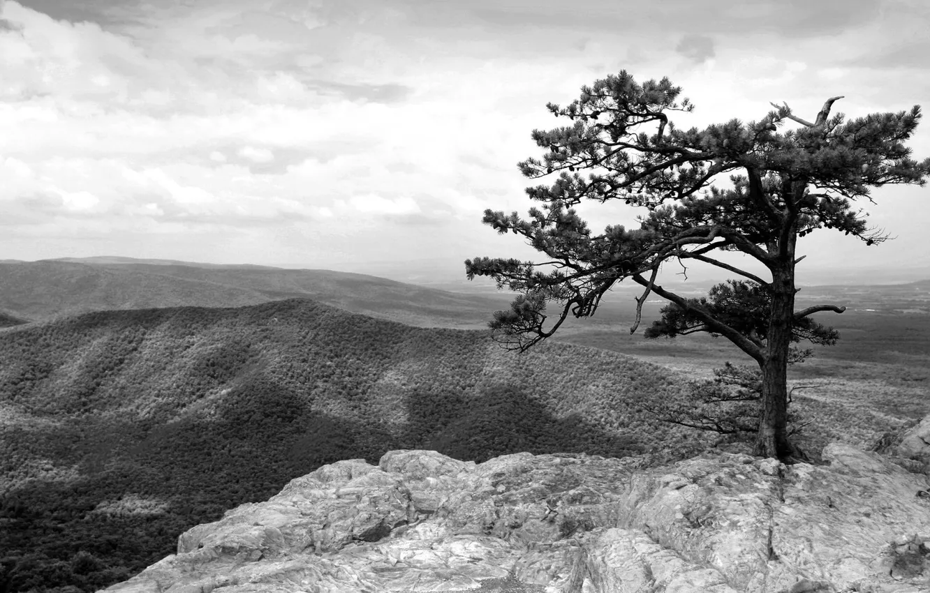 Фото обои горы, дерево, высота, черно-белое