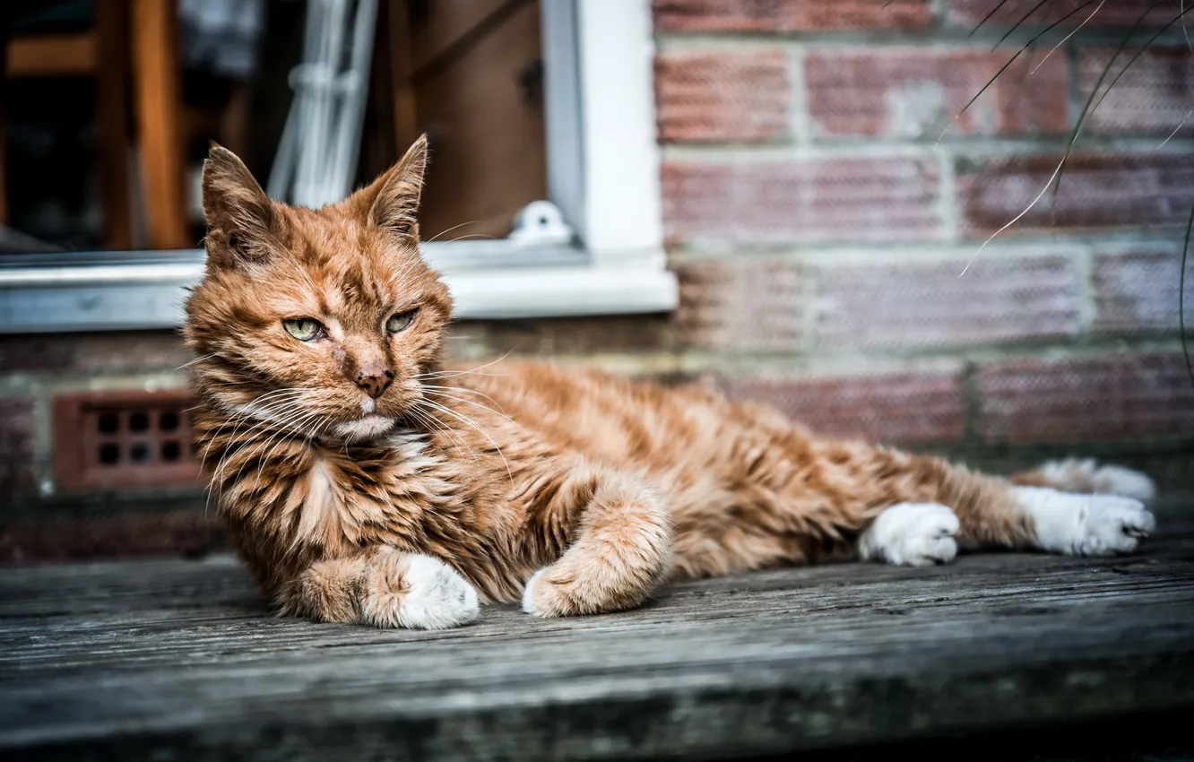 Фото обои кот, взгляд, Old Soldier