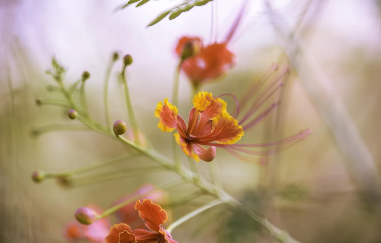 Фото обои макро, природа, орхидэи