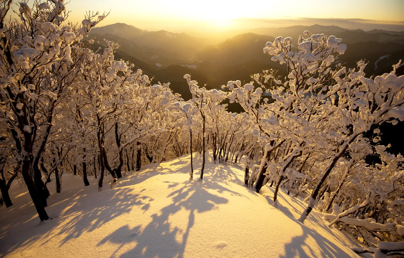 Фото обои зима, снег, деревья, горы, рассвет, япония, утро, japan