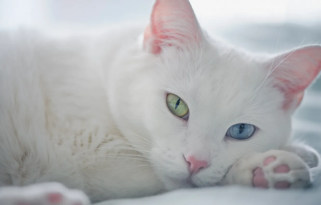 Фото обои взгляд, мордочка, разные глаза, белый кот
