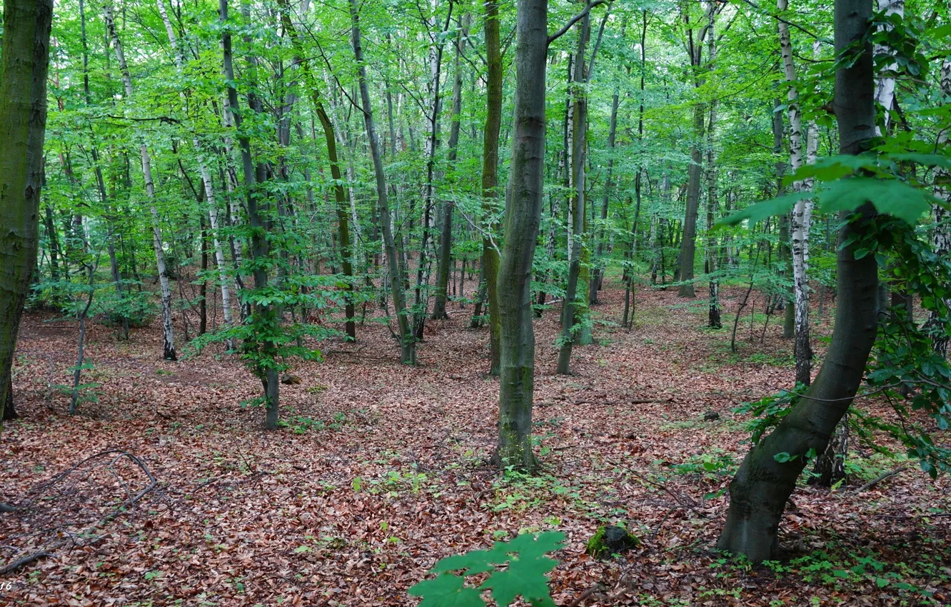 Фото обои forest, park, tree