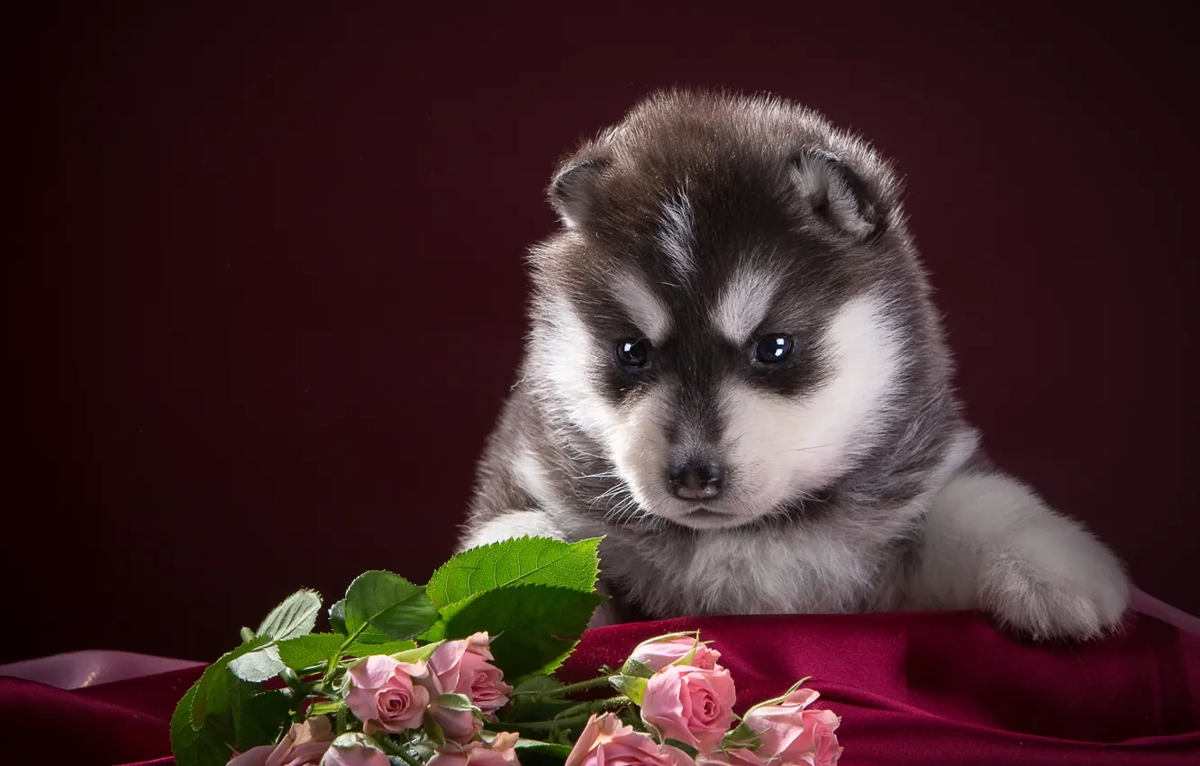 Фото обои черно-белый, розы, щенок, ткань, хаски, пятнистый