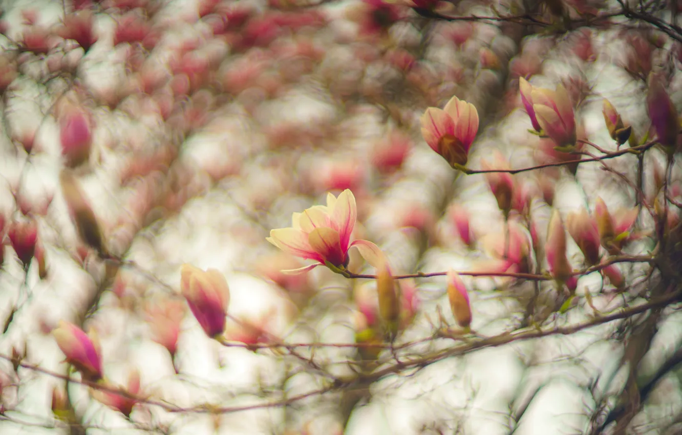 Фото обои цветы, ветки, размытие, весна, розовые, цветение, боке, магнолия