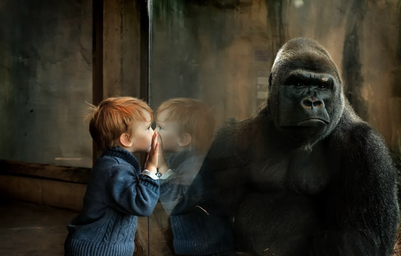Фото обои ситуация, мальчик, обезьяна