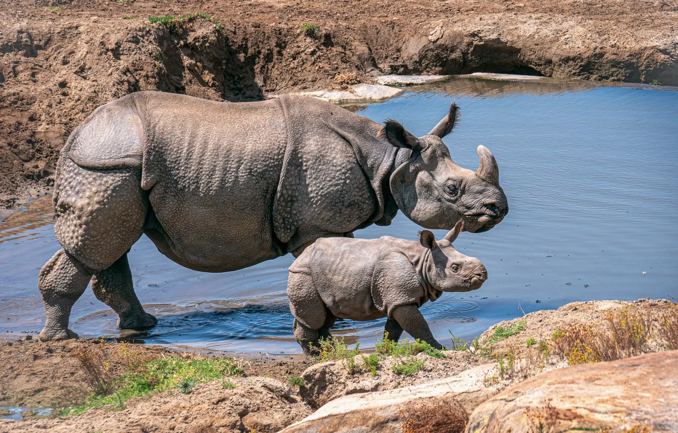 Фото обои вода, малыш, носорог