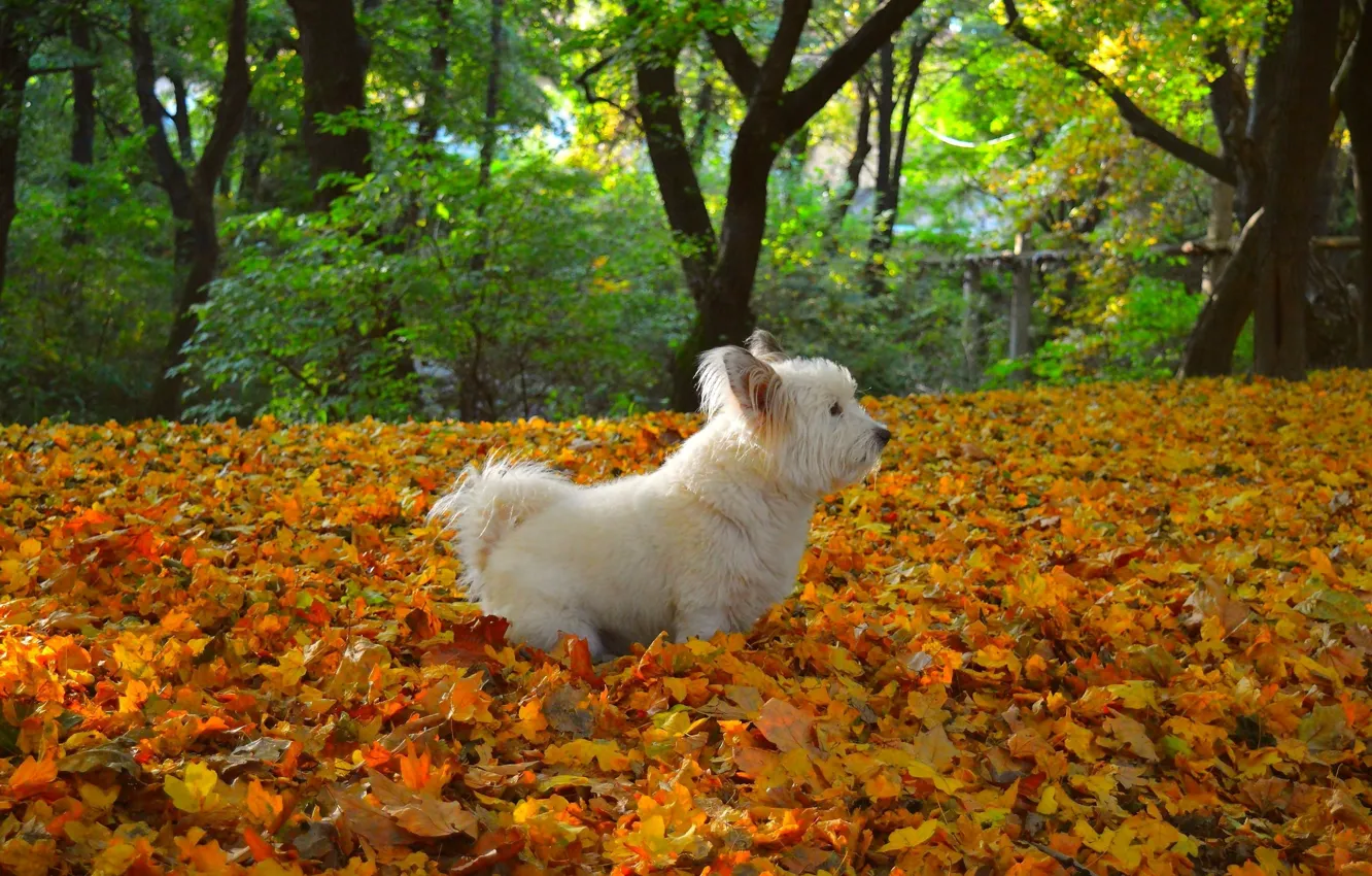 Фото обои осень, листья, Природа, листопад, собачка, nature, yellow, dog