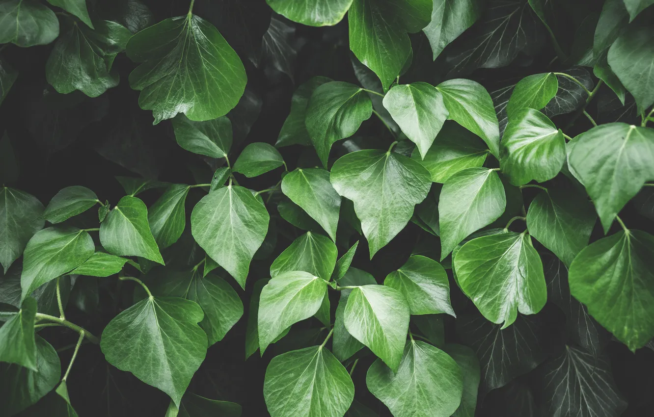 Фото обои green, pattern, leaves, plant