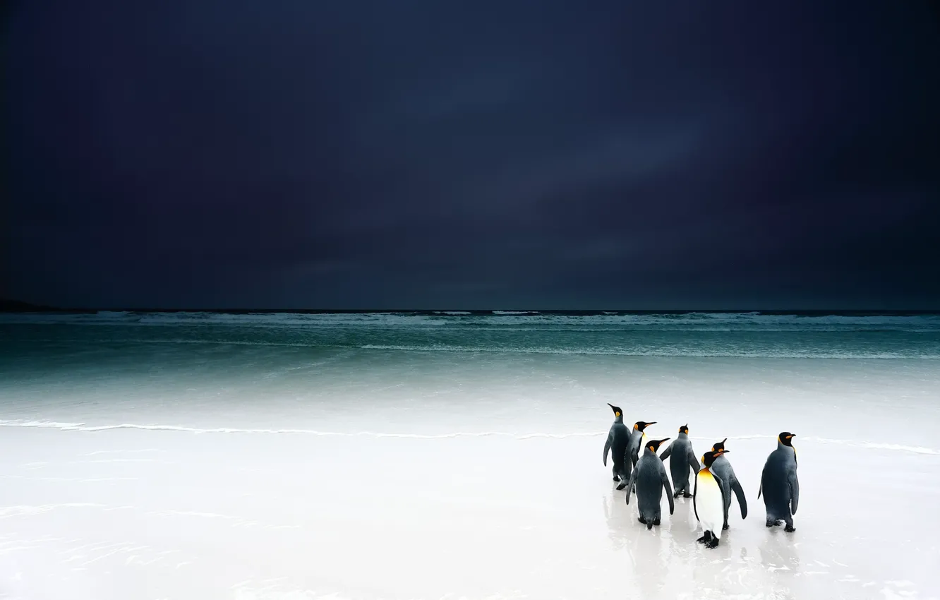 Фото обои пляж, небо, птицы, океан, пингвины