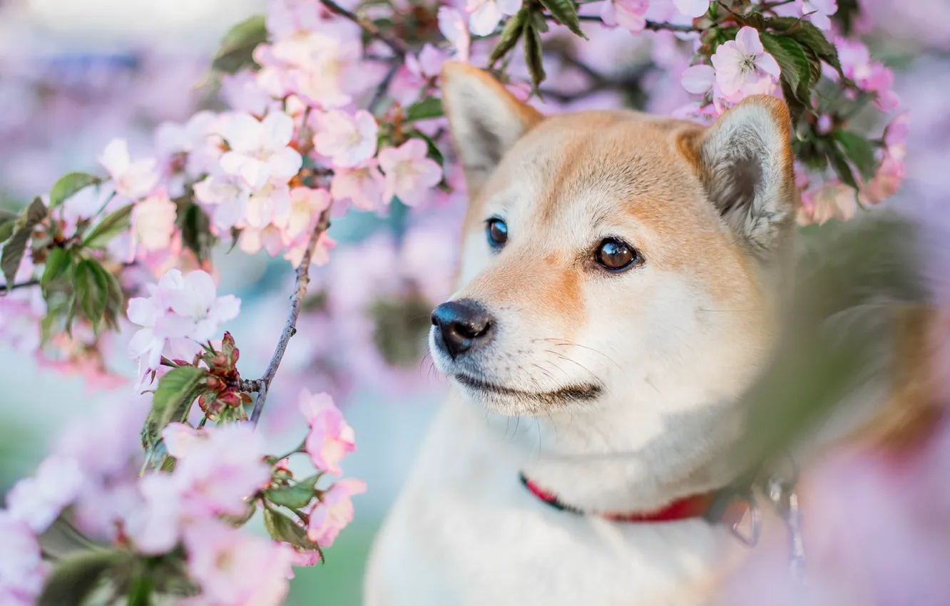 Фото обои взгляд, морда, цветы, ветки, портрет, собака, весна, щенок