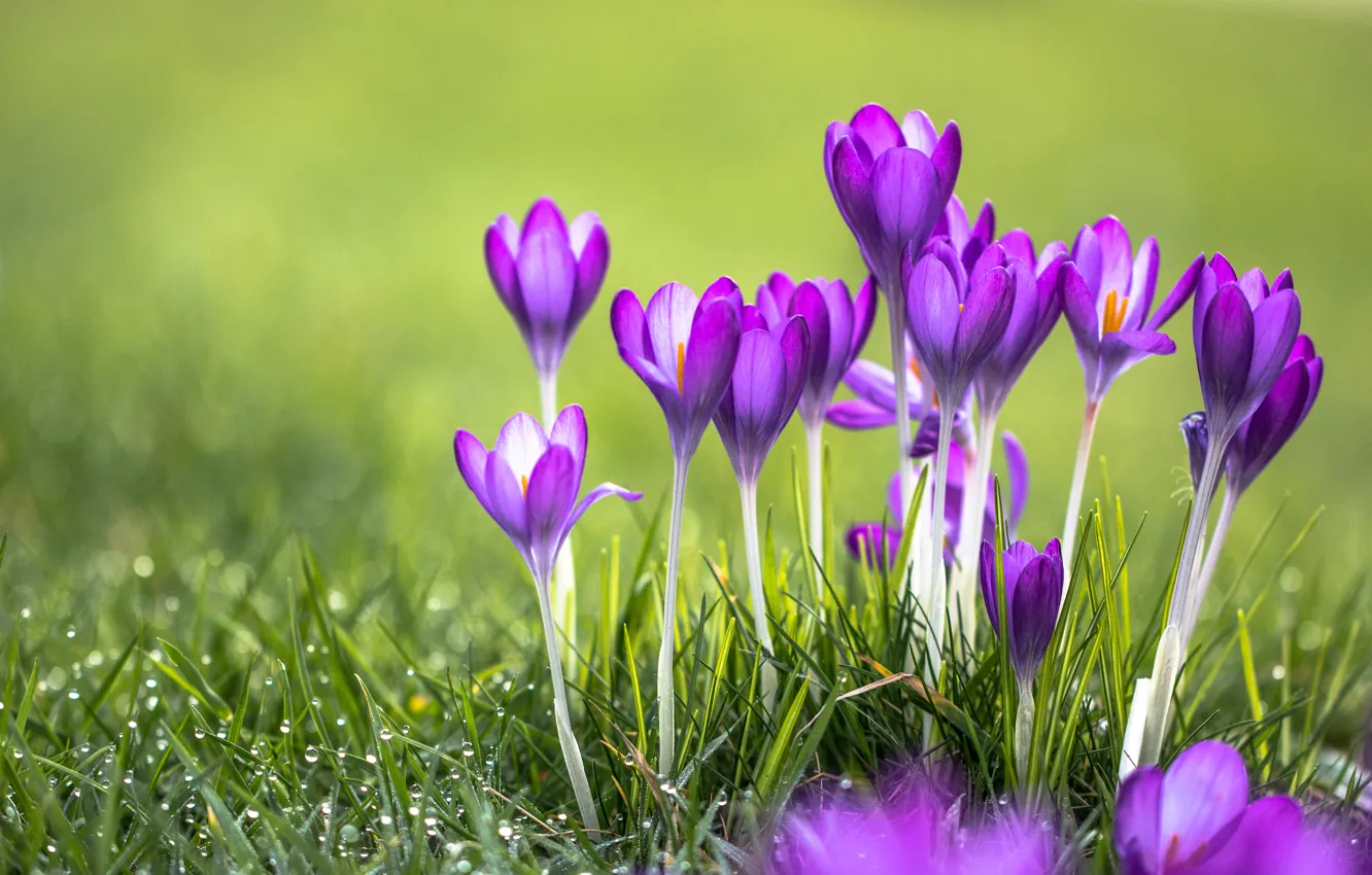 Фото обои трава, цветы, роса, фиолетовые, крокусы