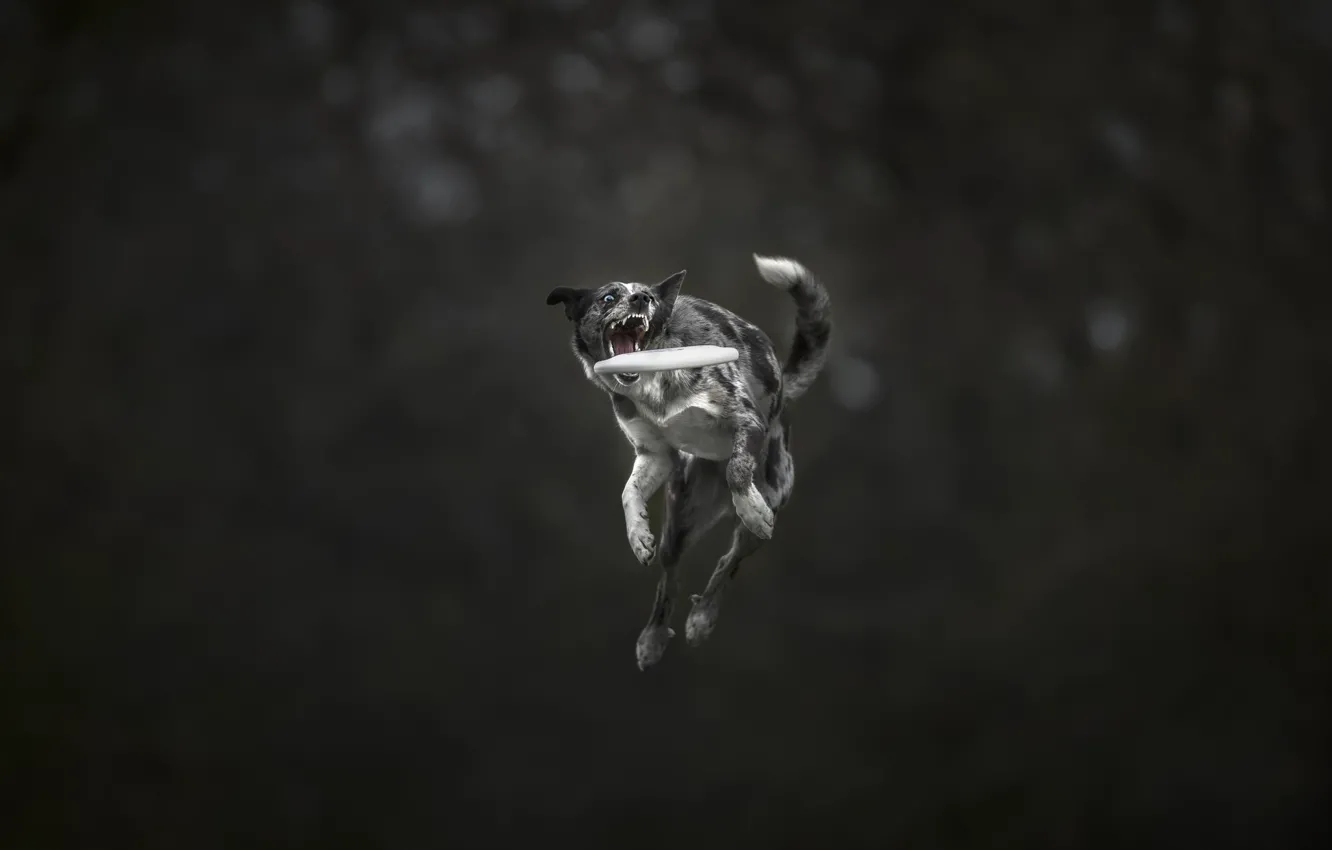 Фото обои прыжок, зубы, dog, бордер-колли, фрисби, frisbee, летающий диск, border colie