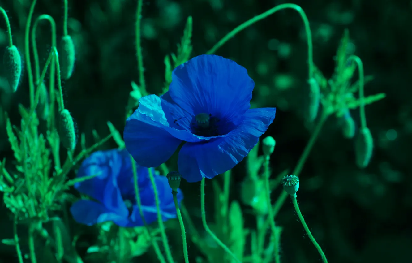 Фото обои flower, spring, poppy