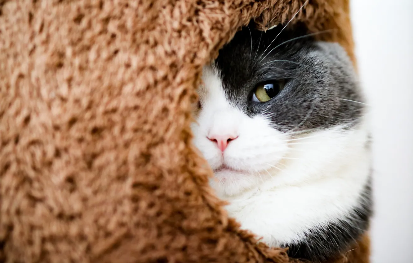 Фото обои кошка, кот, взгляд, морда, серый, мех, котэ, выглядывает