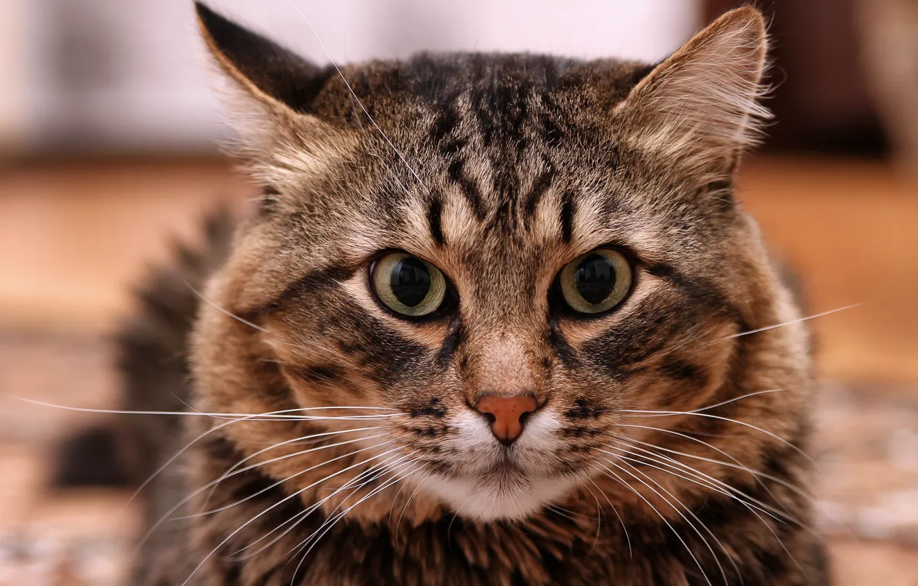 Фото обои кот, усы, кошки, полосатый сибирский, фотограф Александр Мясников