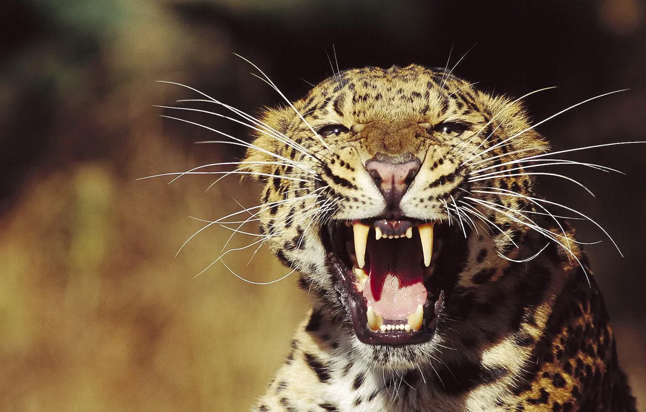 Фото обои взгляд, морда, Леопард, оскал, угроза, усы пучком, разъерённая дикая кошка