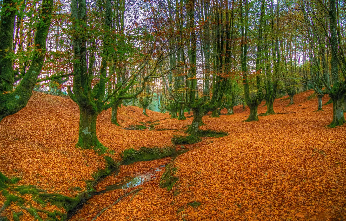 Фото обои осень, лес, листья, деревья, ветки, стволы, листва