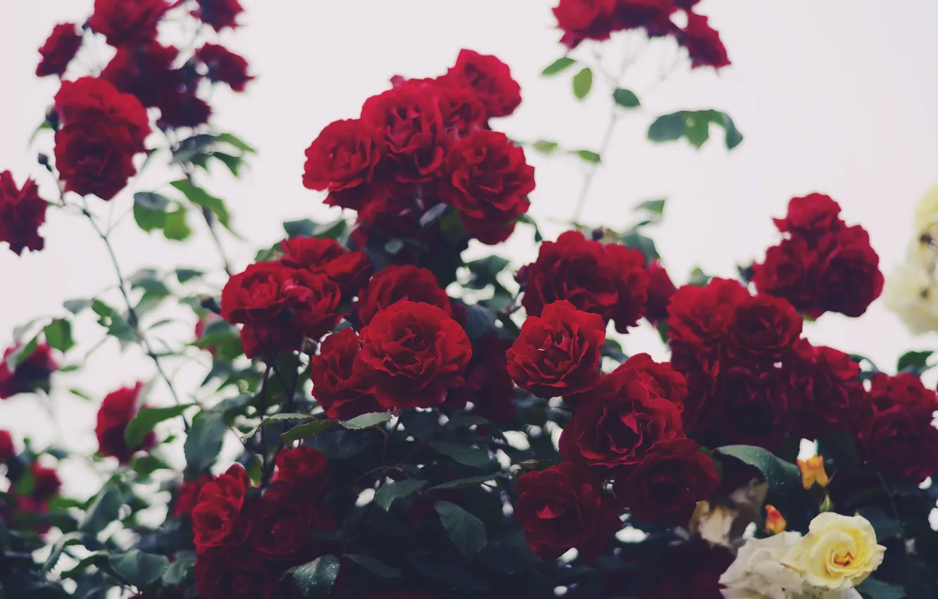 Фото обои цветы, куст, розы, красные