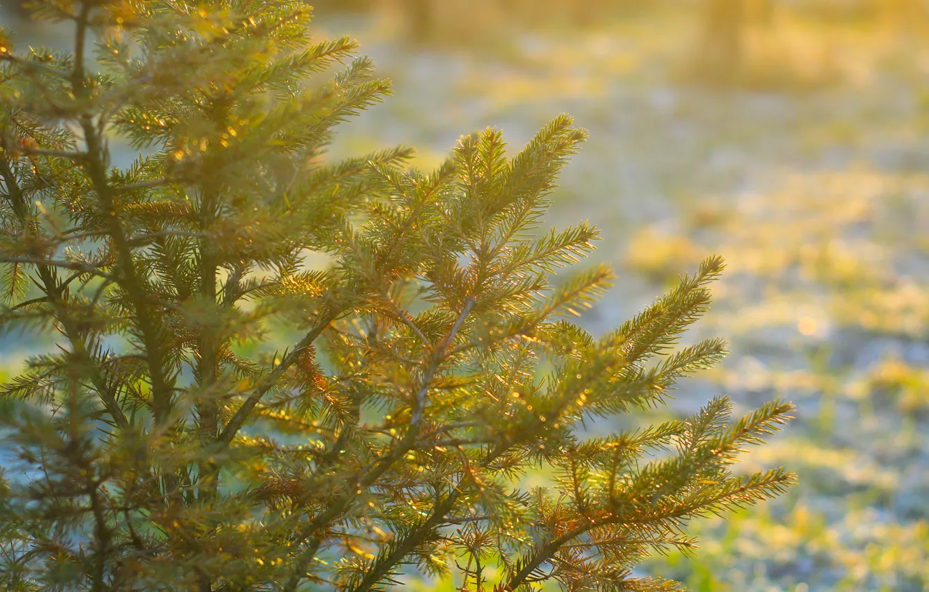 Фото обои tree, spruce, twig