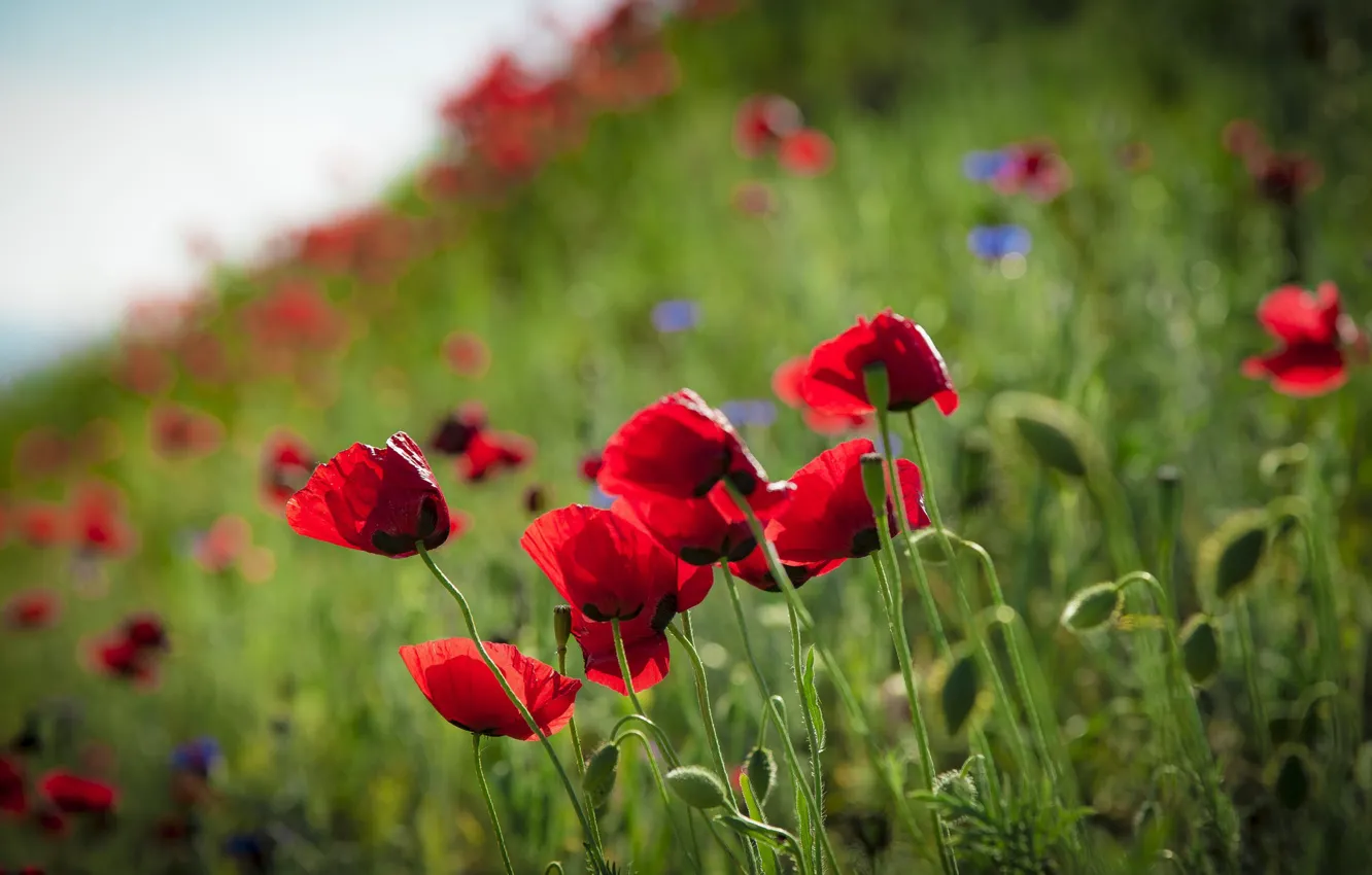 Фото обои цветы, природа, маки