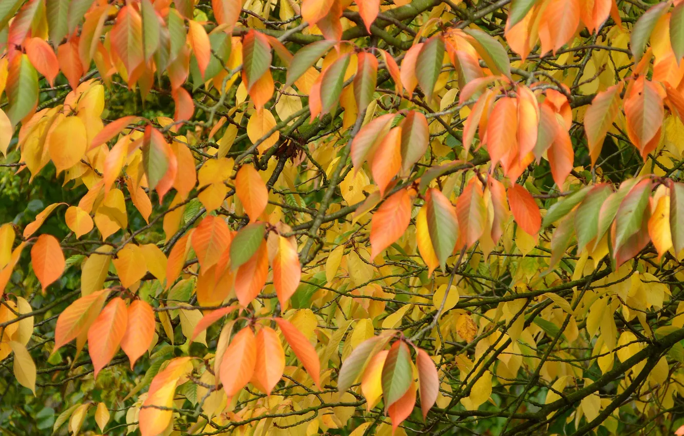 Фото обои осень, листья, макро, ветки