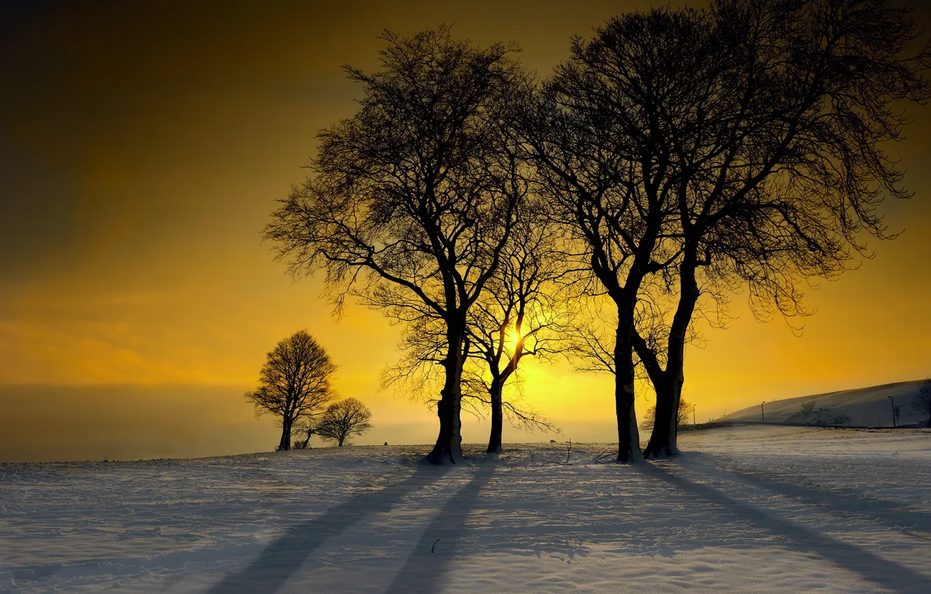 Фото обои зима, снег, деревья, закат, морозный