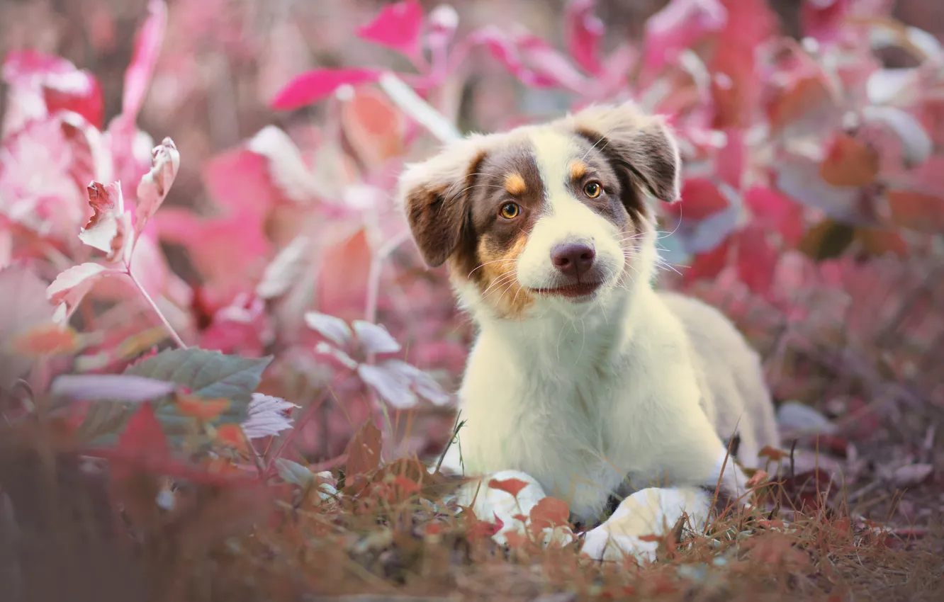 Фото обои трава, взгляд, собака, щенок, Австралийская овчарка, Аусси