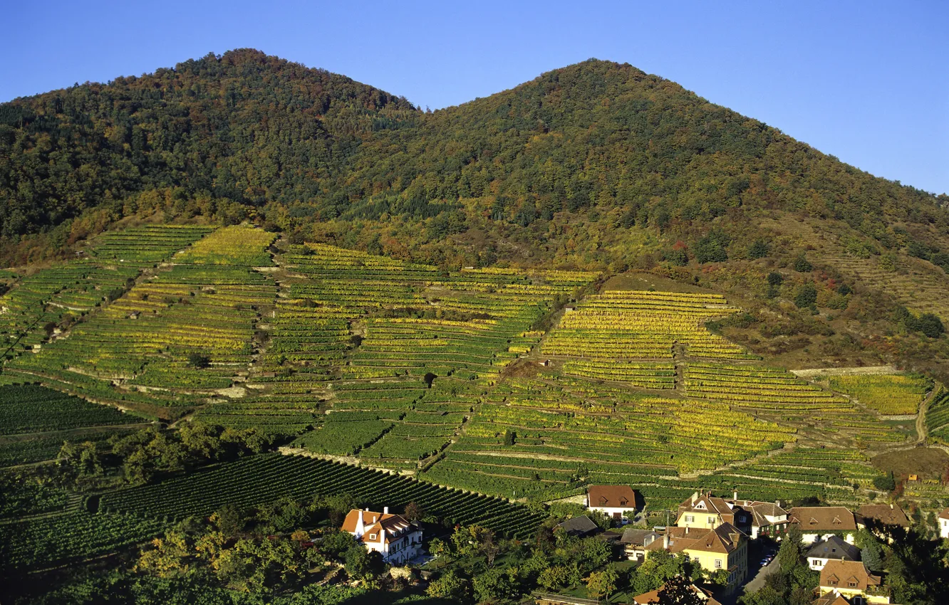 Фото обои лес, горы, поля, дома, Австрия, плантации, Wachau