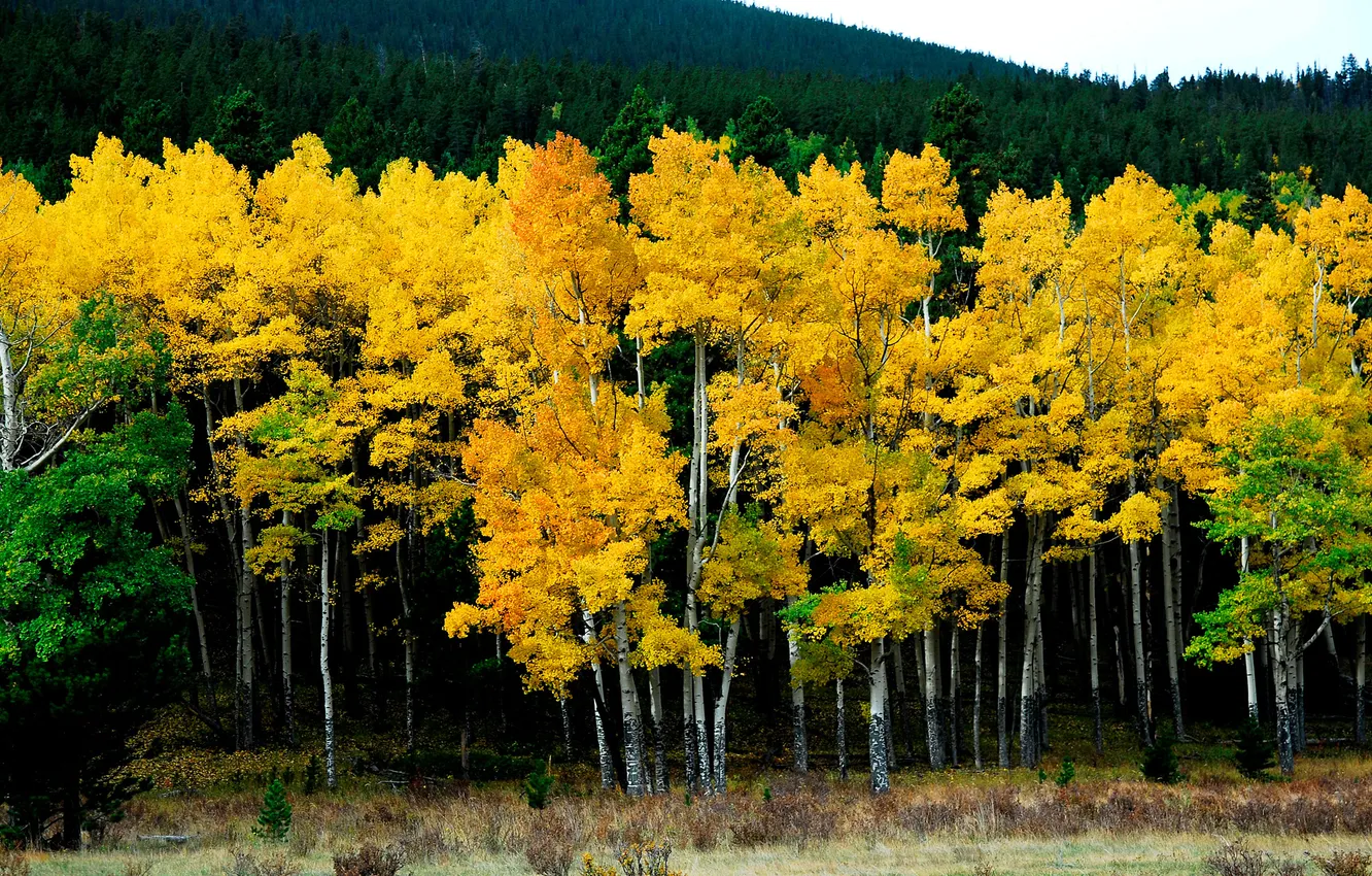 Фото обои осень, лес, желтый, природа, берёзы